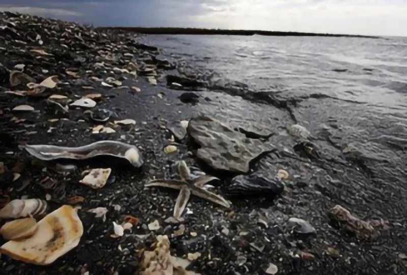 被海上溢油“染黑”的海岸线PA视讯环保热解技术助力守护海洋生命线